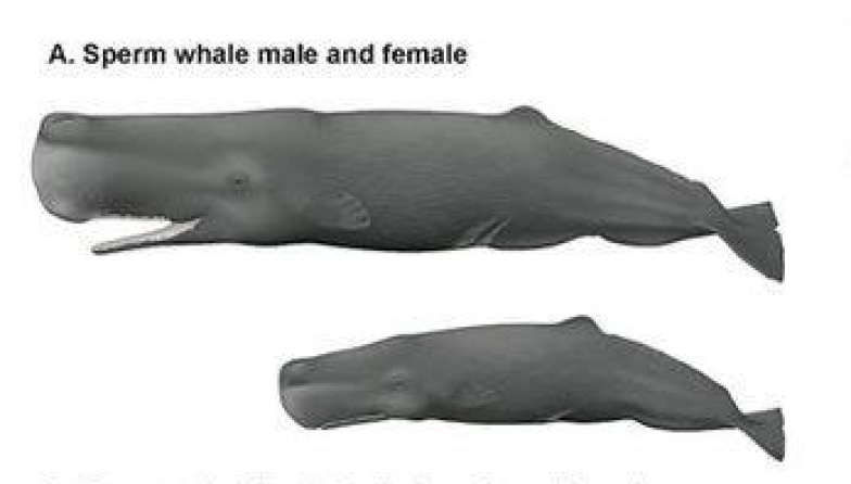 Two sperm whales, one male, one female