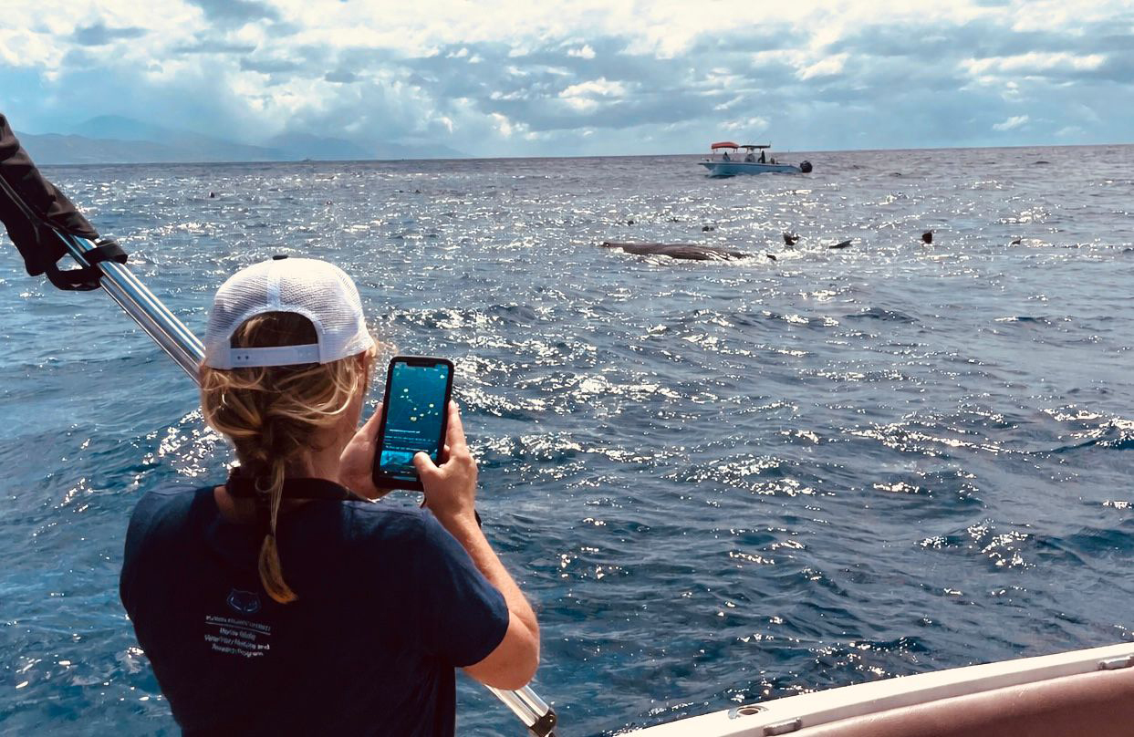 person taking a photo of a whale