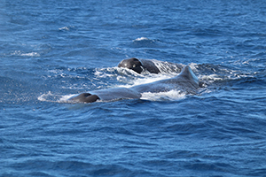 A wide shot of the ocean surface where two sperm whales are visible, appearing as dark shapes partially submerged in the blue water.