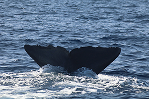 A close-up view of a large, dark whale tail fluke as it emerges from the water, creating white sea foam at the base.