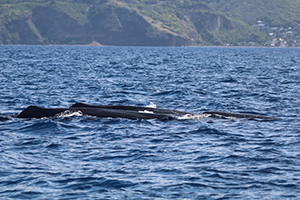 Two dark whale backs are seen breaking the surface of the blue ocean, with the green, mountainous coastline of an island visible in the background.