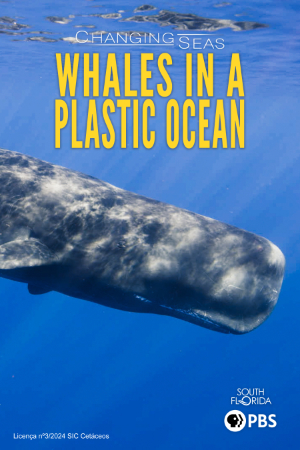 A poster titled 'Changing Seas: Whales in a Plastic Ocean,' featuring a close-up of a sperm whale swimming near the water's surface with bright blue water in the background and the South Florida PBS logo at the bottom right.