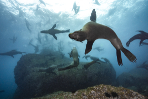 An underwater photograph of a colony of sea lions swimming near a rocky reef beneath the ocean surface.