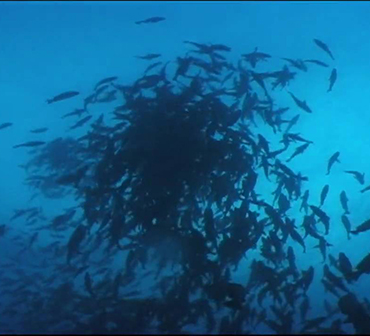 fish spawning aggregation