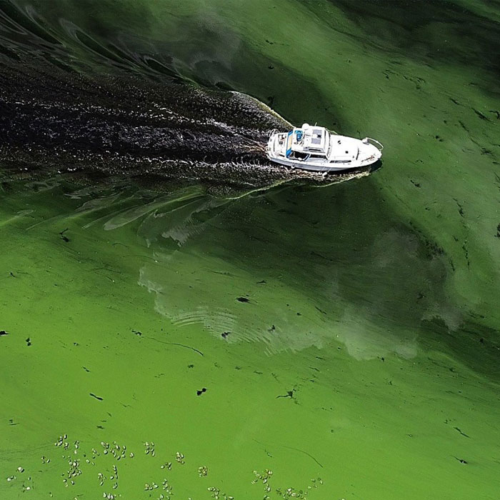 boat in algae