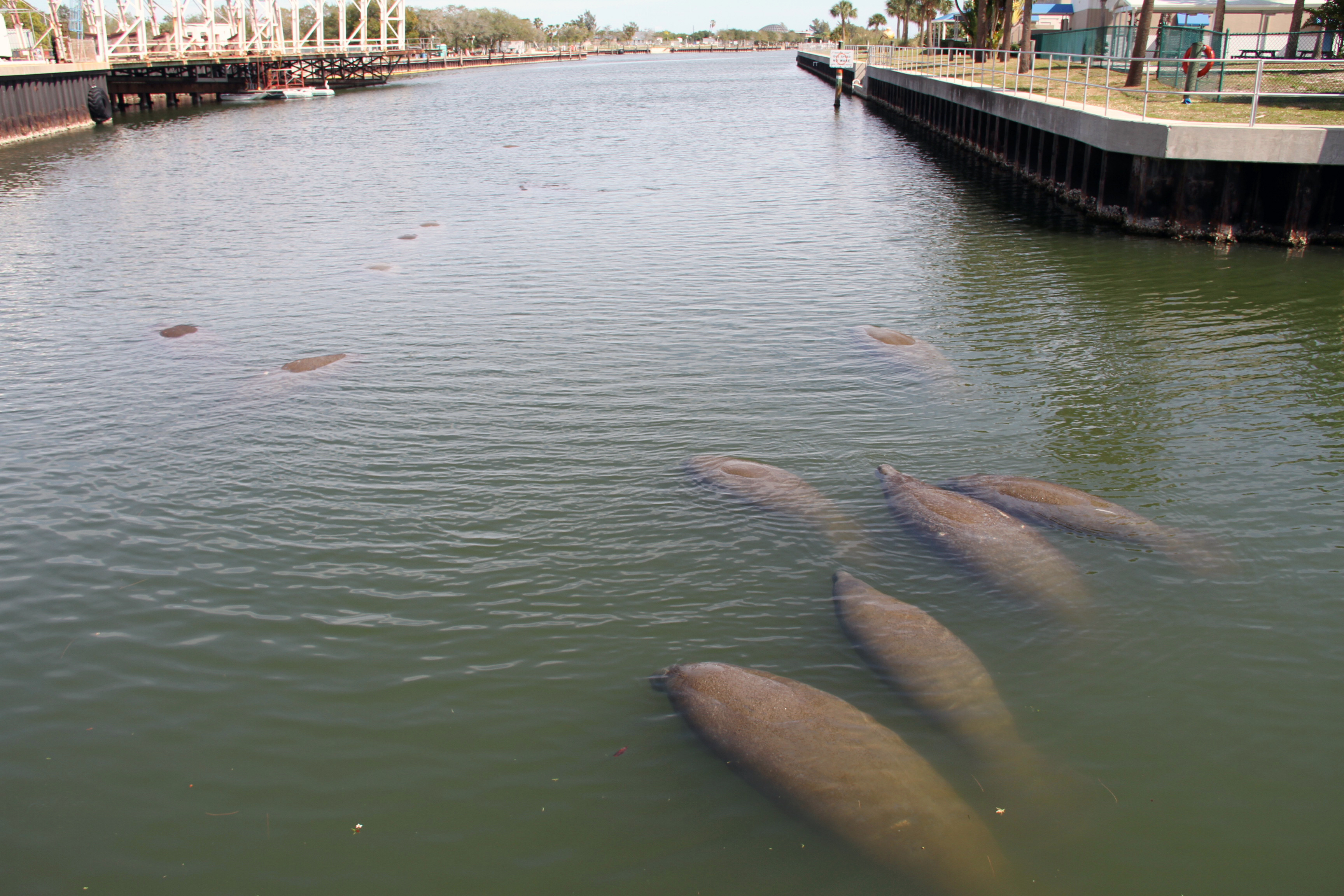 manatee