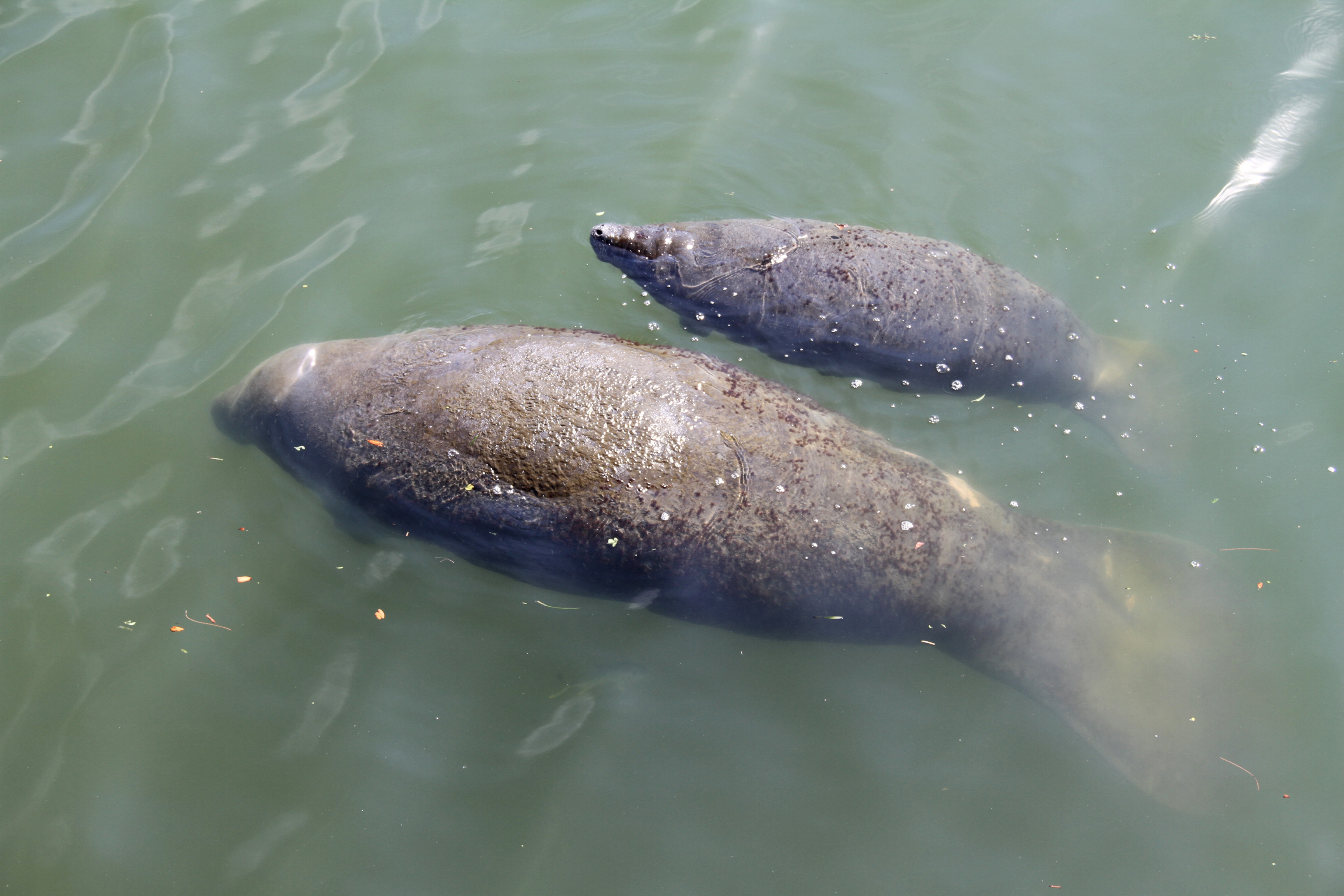 manatees