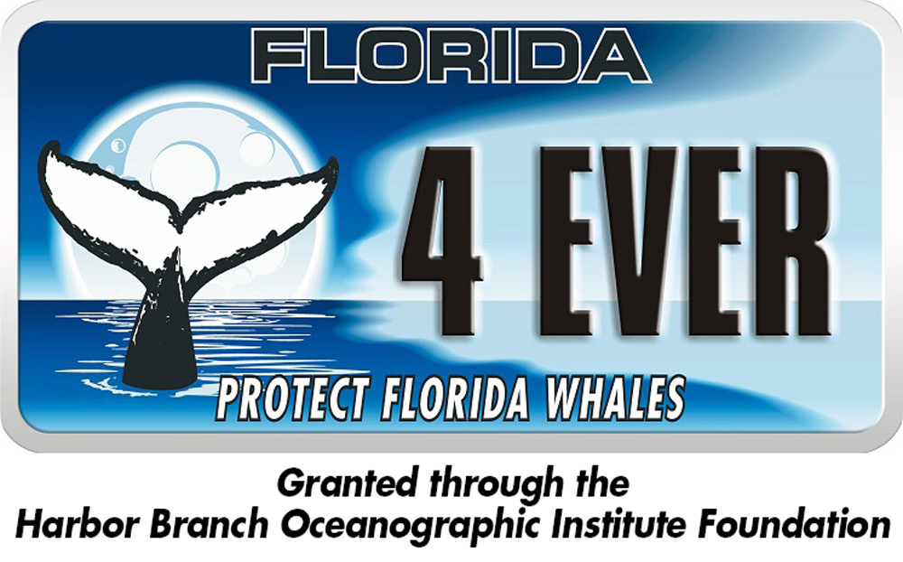 Protect Florida Whales plate