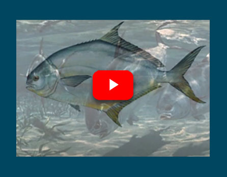 Pompano Aquaculture Overview Video