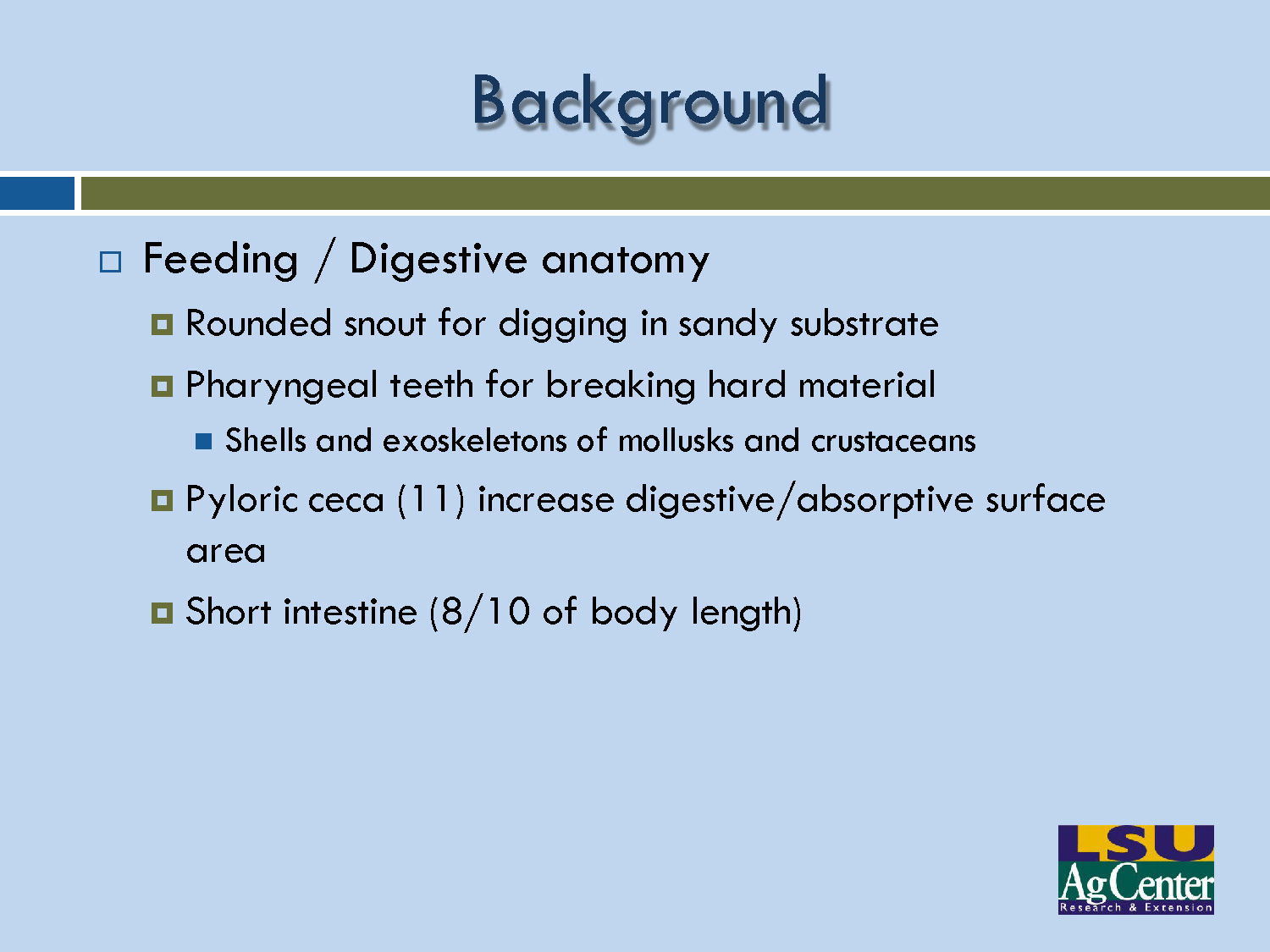 Slide 7: Feeding and digestive anatomy features of pompano