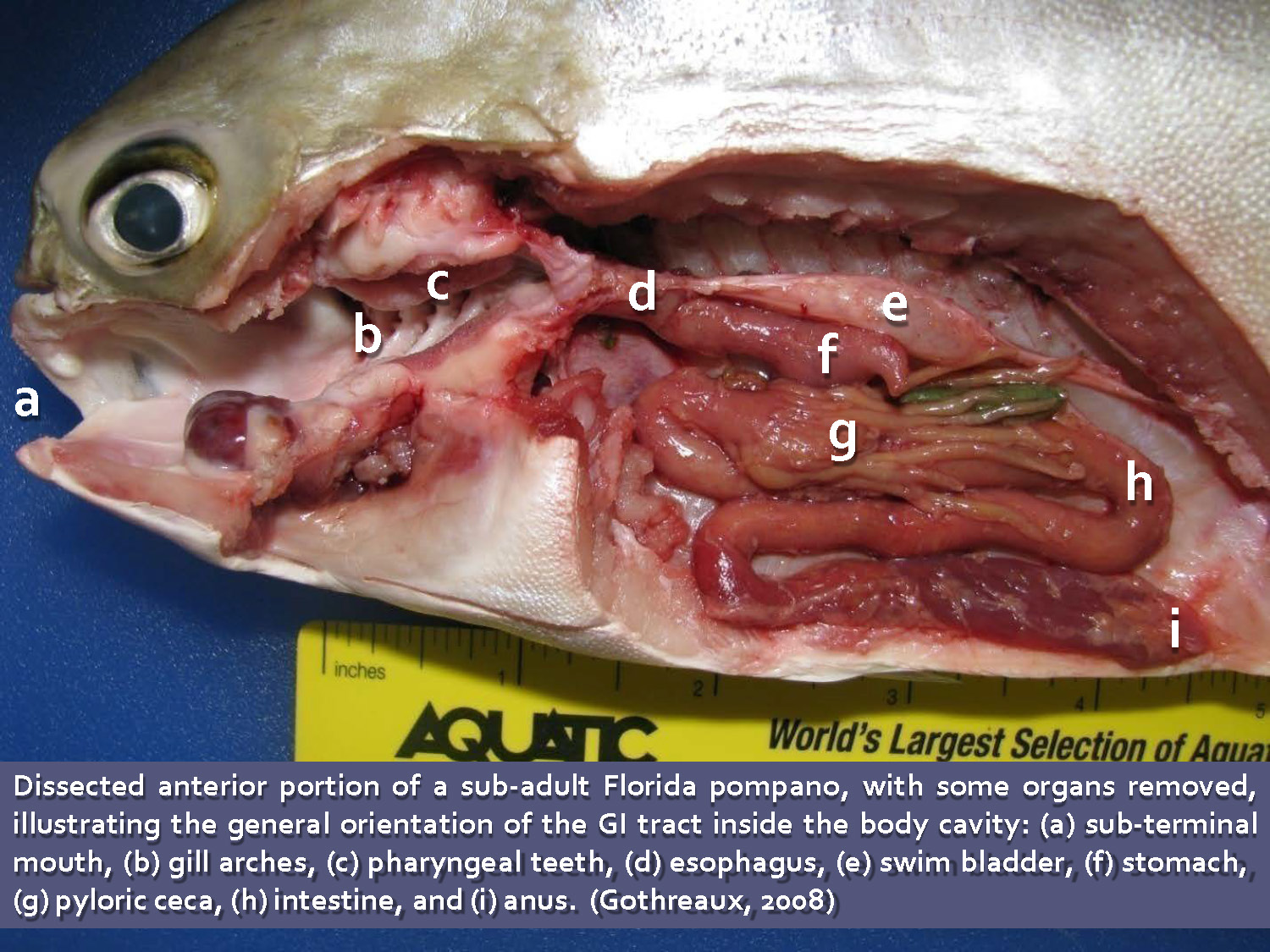 Slide 8: Dissected diagram of Florida pompano showing gastrointestinal tract orientation with labeled parts including mouth, gill arches, pharyngeal teeth, esophagus, swim bladder, stomach, pyloric ceca, intestine, and anus