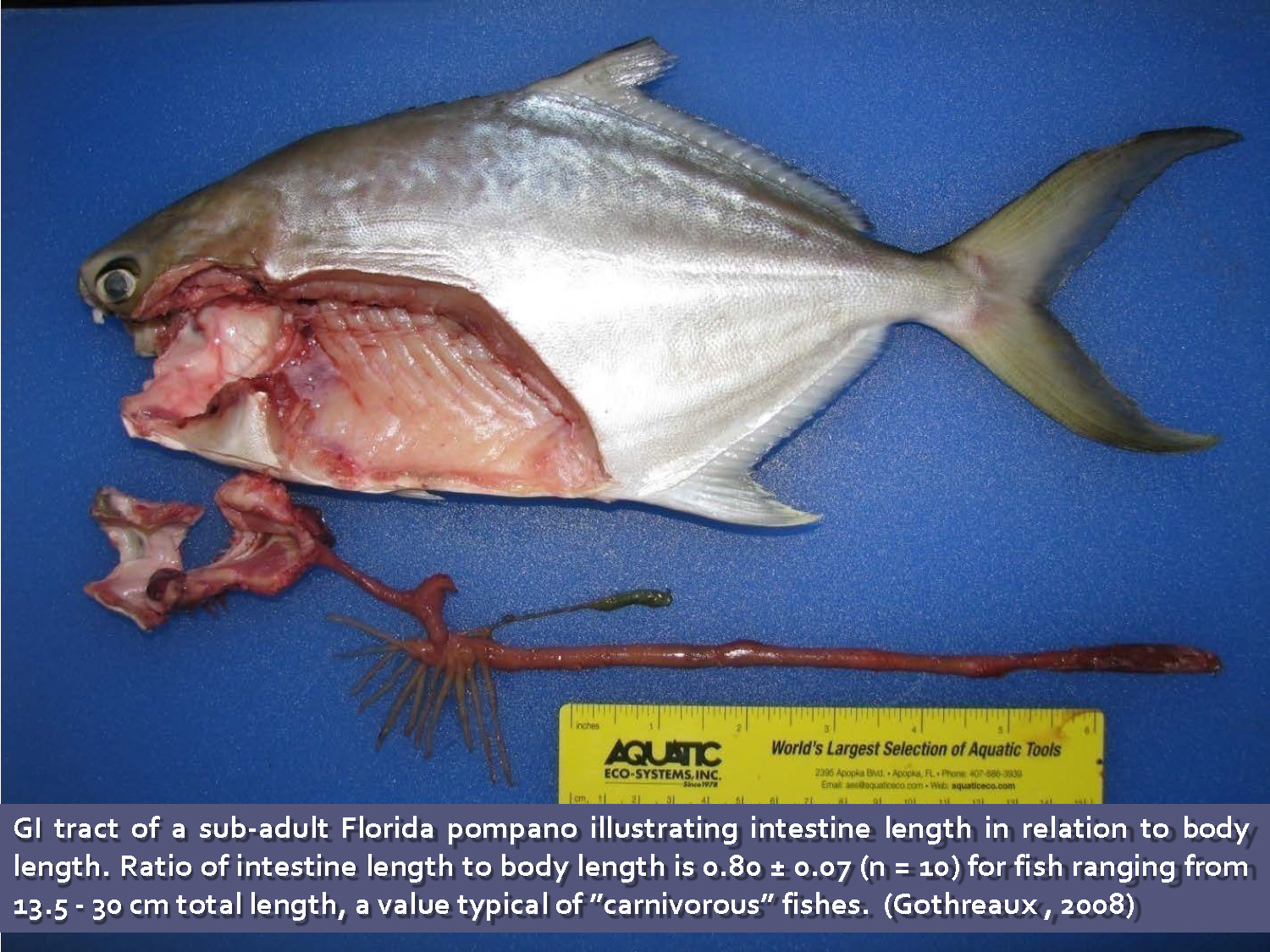 Slide 9: Diagram illustrating pompano intestine length in relation to body length, showing a ratio of 0.80 for fish 13.5 to 30 cm in length