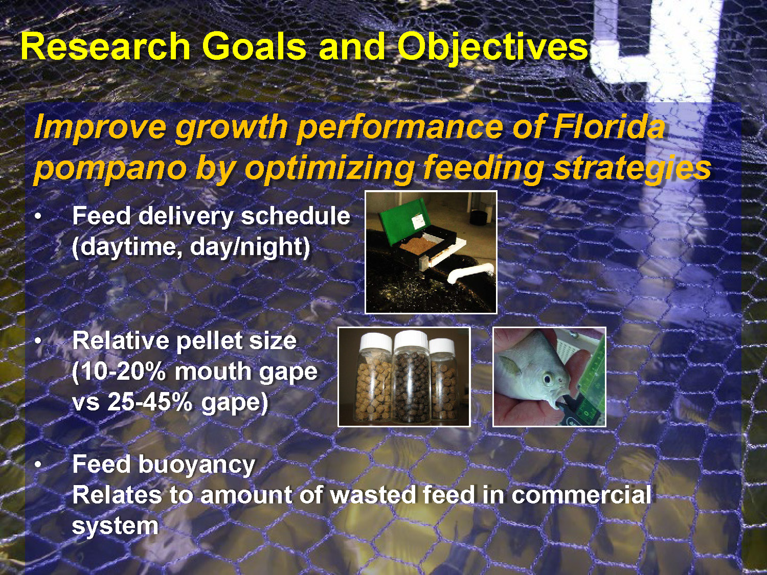 Slide 25: Research goals and objectives for improving Florida pompano growth performance through optimized feeding strategies