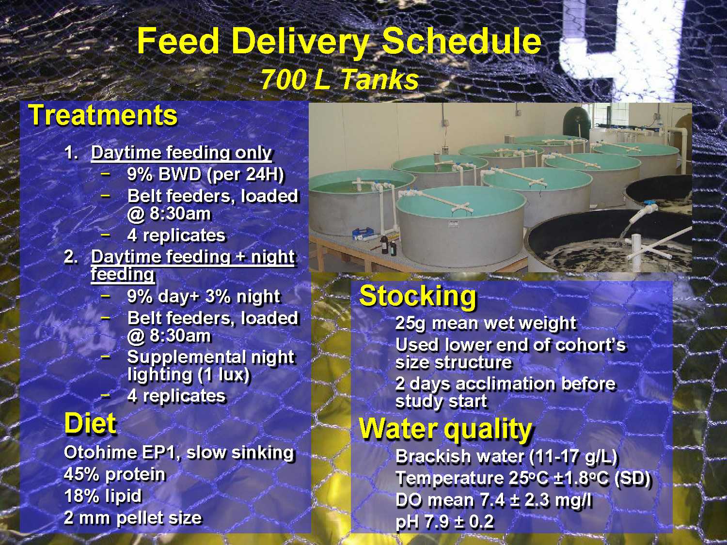 Slide 26: Experimental design for feed delivery schedule study comparing daytime feeding vs 24-hour feeding