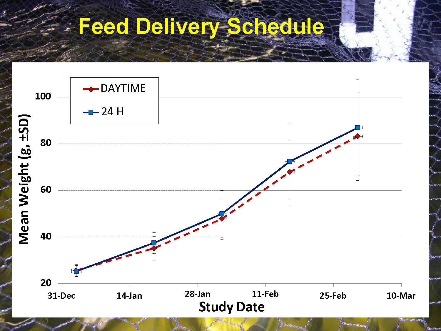 Slide 27: Line graph showing mean weight changes over study period comparing daytime vs 24-hour feeding schedules