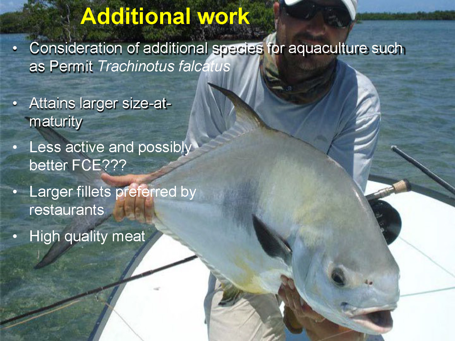 Slide 38: Information about Permit as an alternative species for aquaculture with photograph of Permit fish