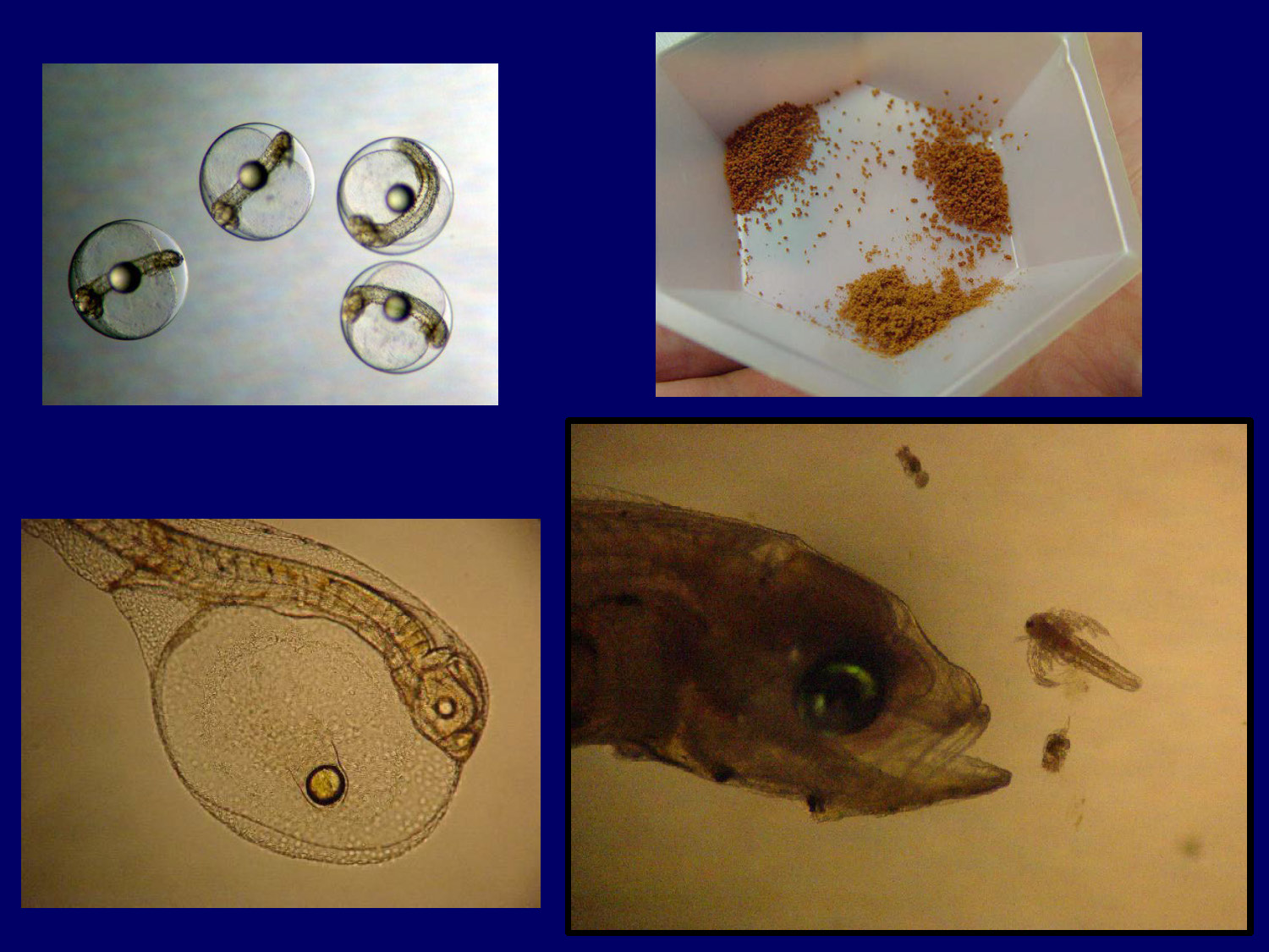 Photo showing small fish larvae swimming, illustrating why live feeds are necessary