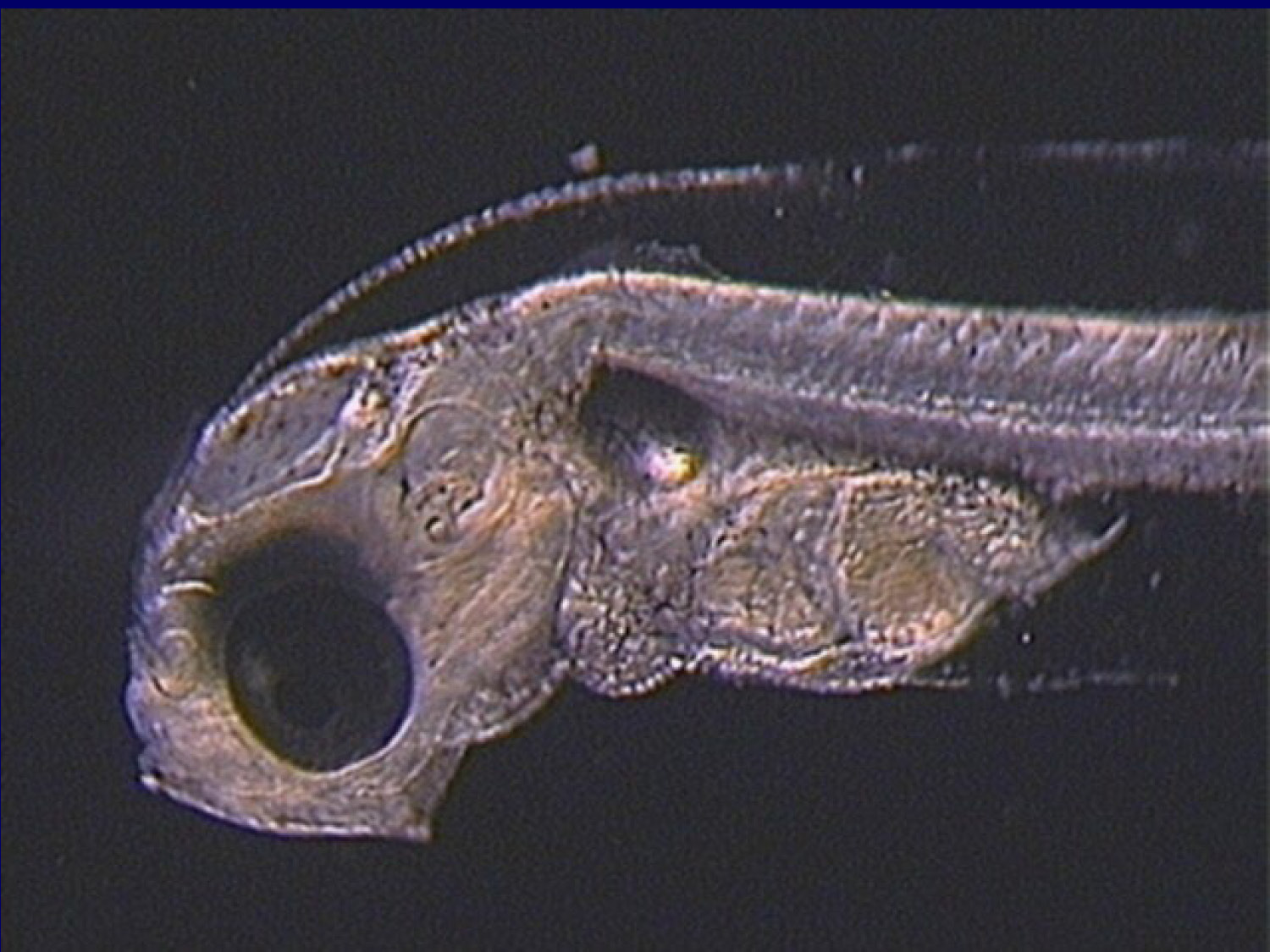 Photo showing marine fish larvae