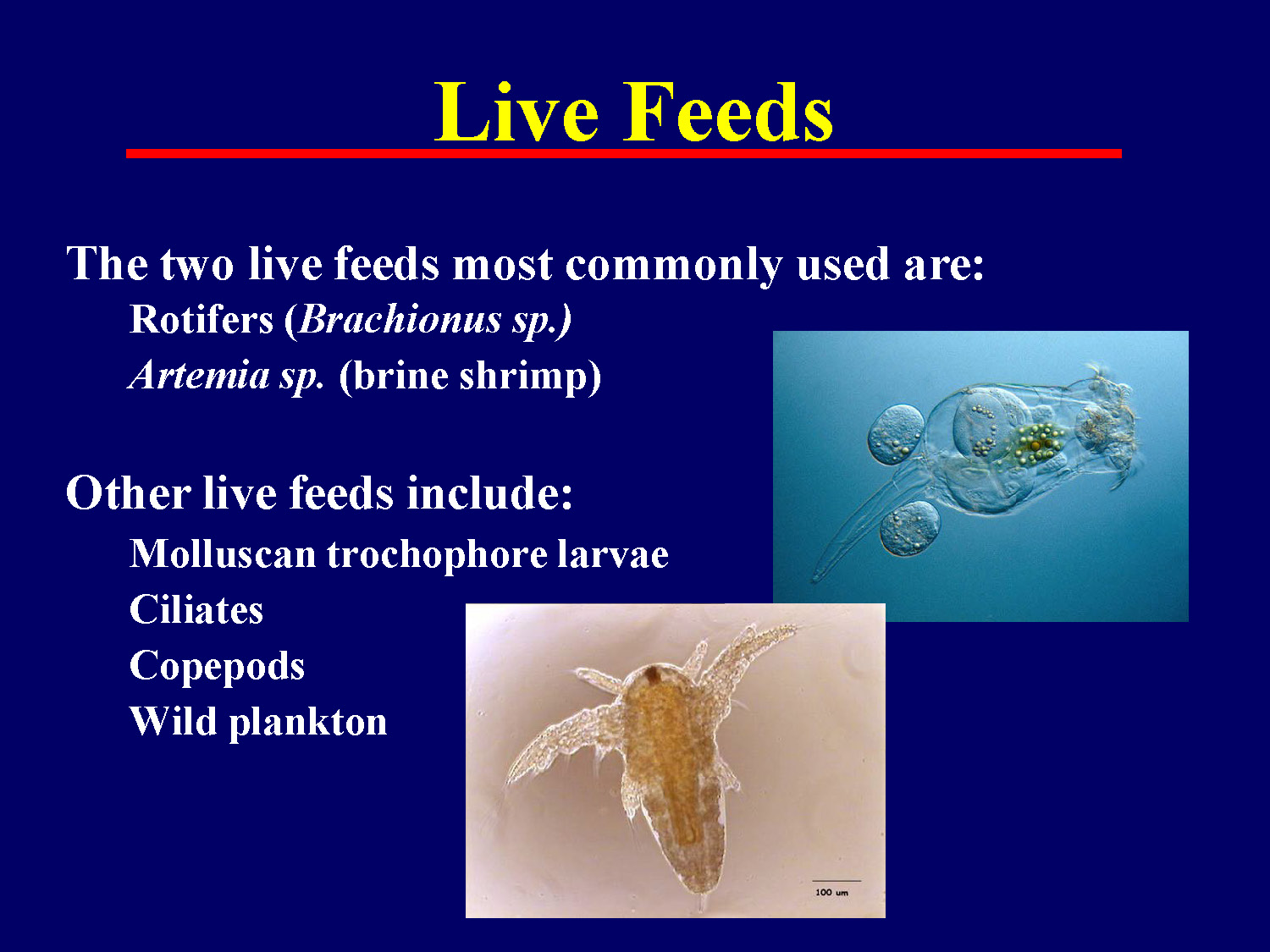 Overview of different types of live feeds used in marine aquaculture