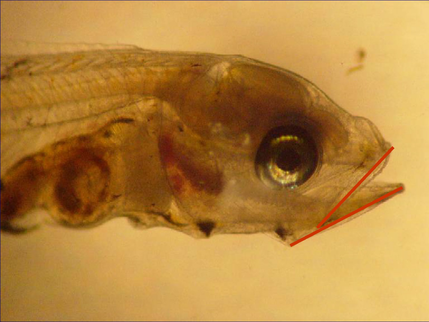 Photo showing marine organisms used as live feeds