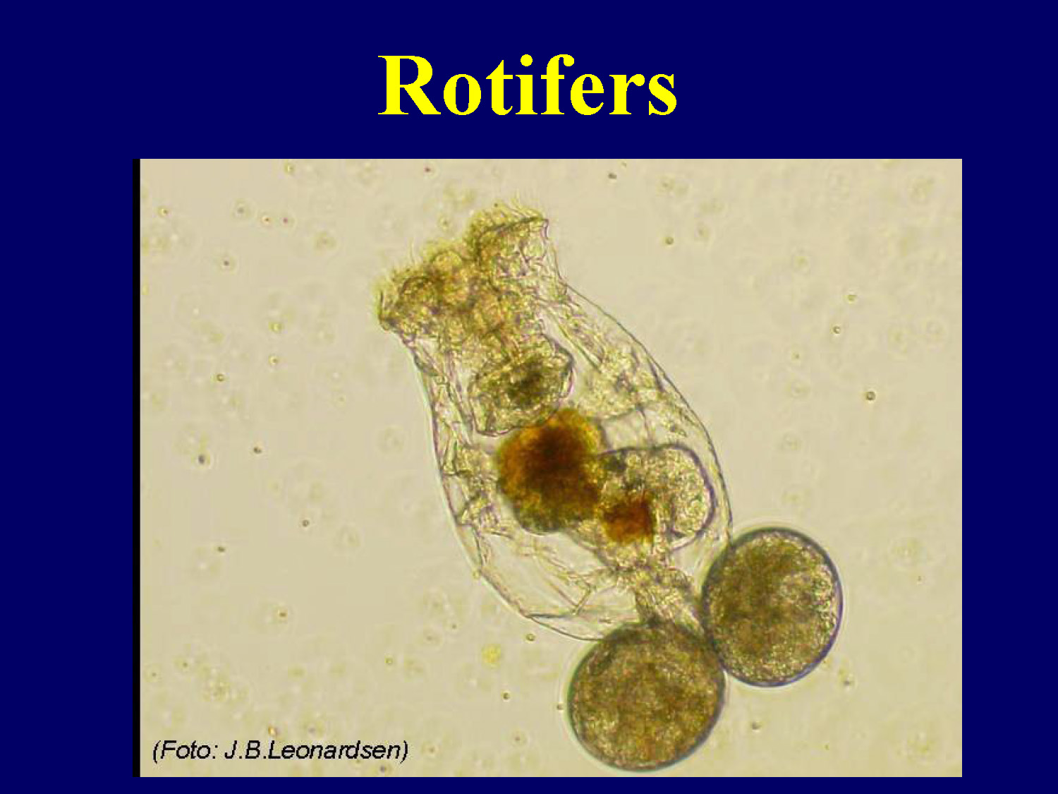 Section title slide introducing rotifers as a live feed