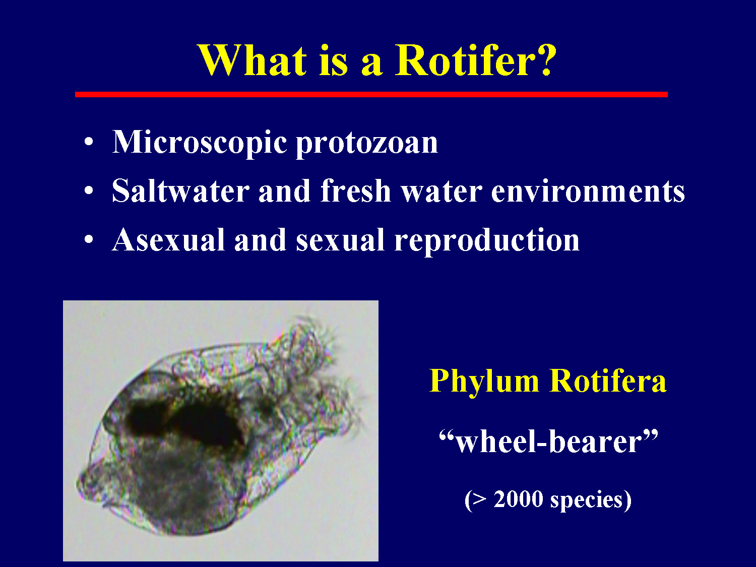 Basic information about rotifers including their classification and characteristics