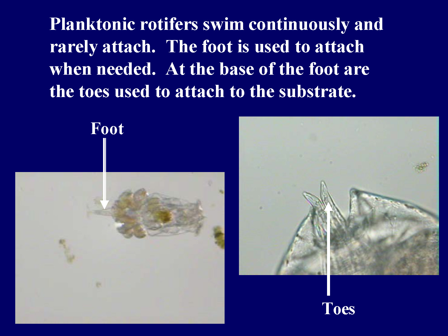 Microscope image of a rotifer showing the foot and toes structures