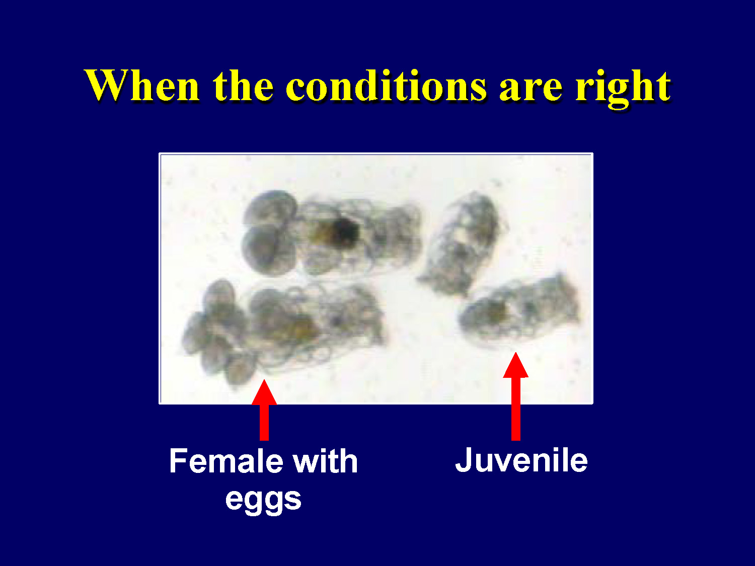 Microscope image showing a female rotifer carrying eggs and juvenile