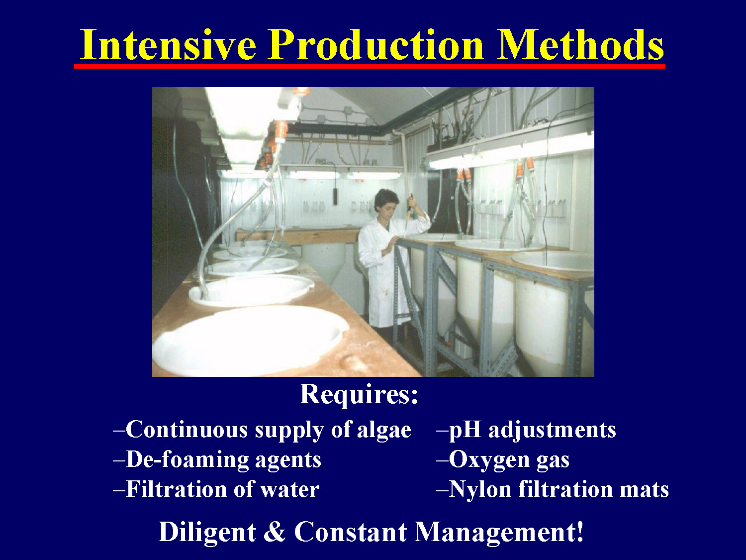 Requirements for intensive rotifer production methods
