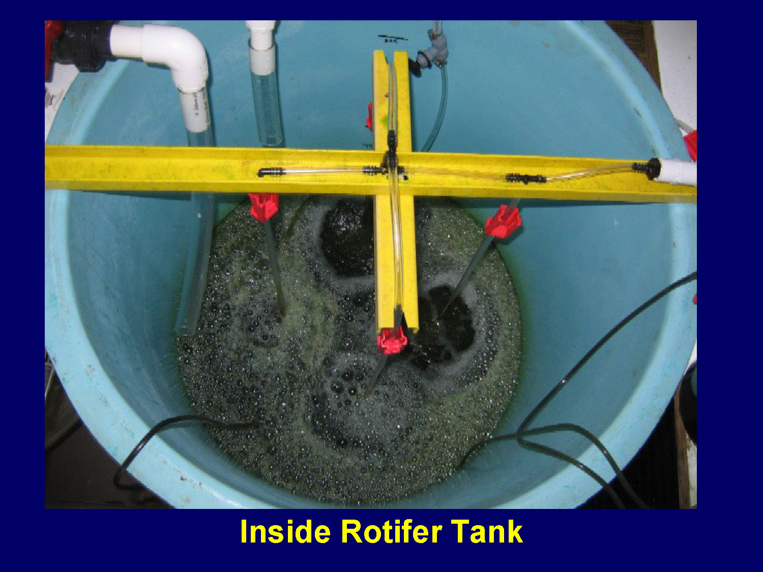 Photo showing the interior of a rotifer culture tank with equipment