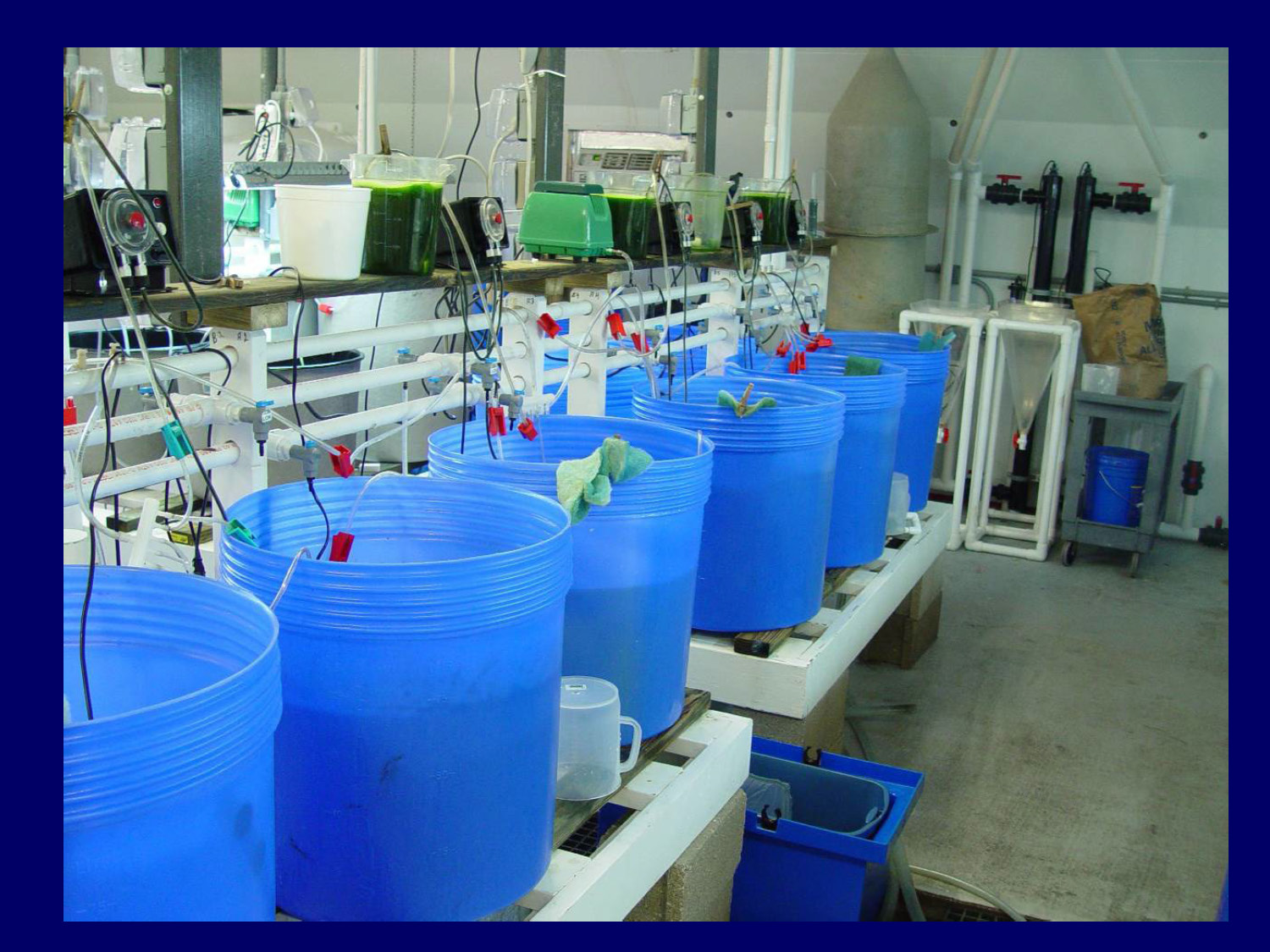 Photo showing rotifer culture equipment and facilities