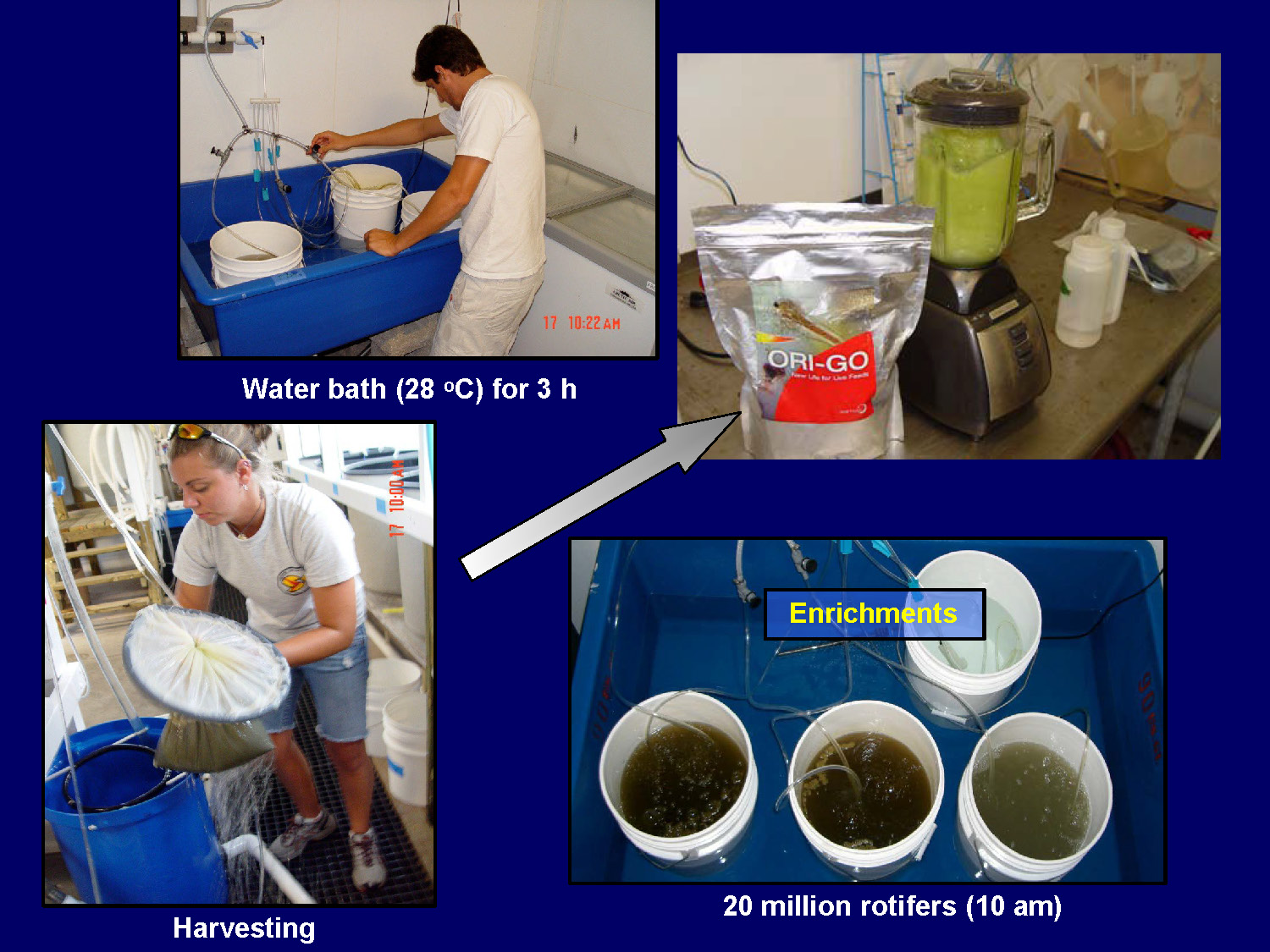 Flow chart showing the enrichment process from harvesting to water bath