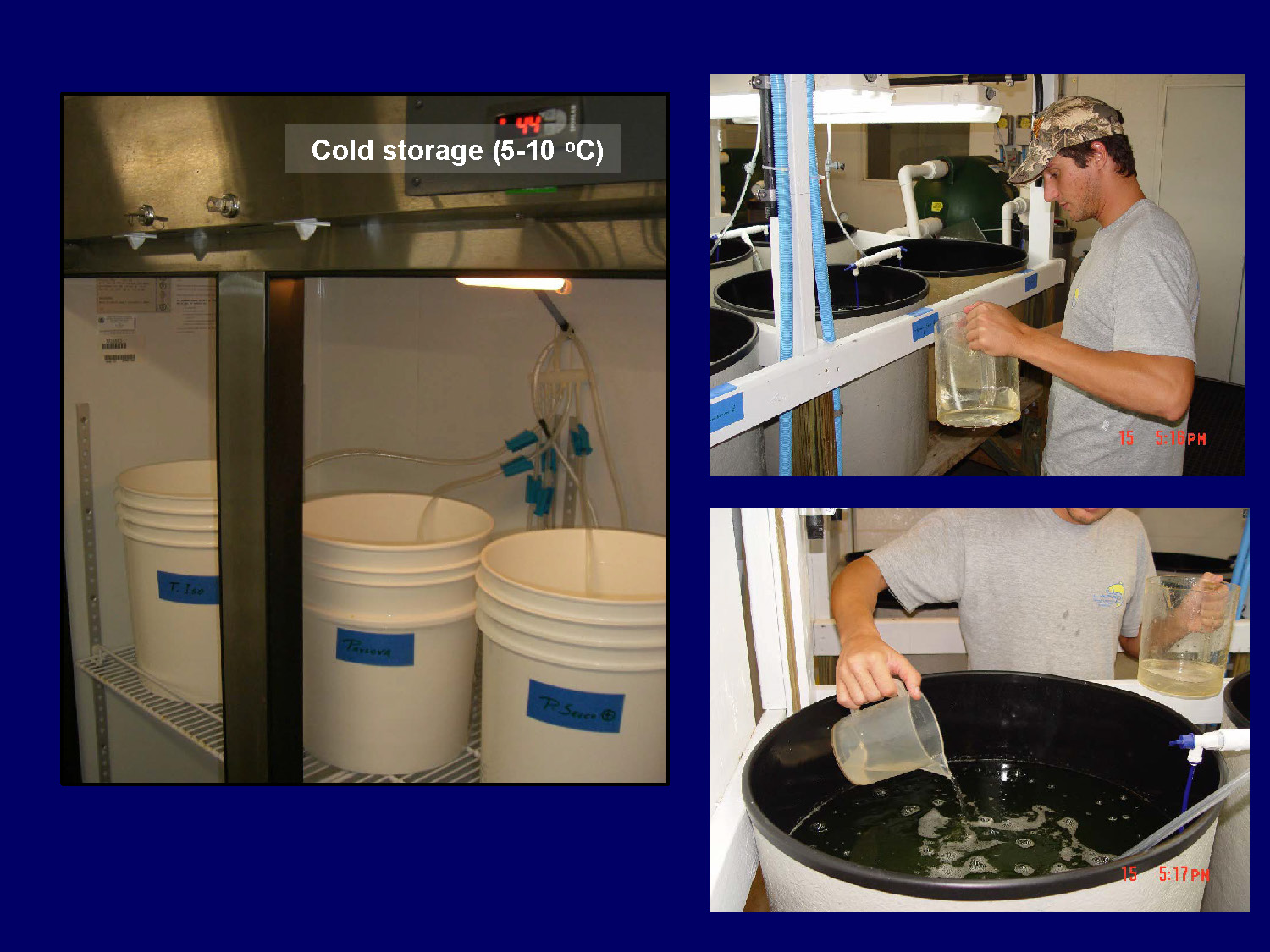 Flow chart showing cold storage step in the enrichment process