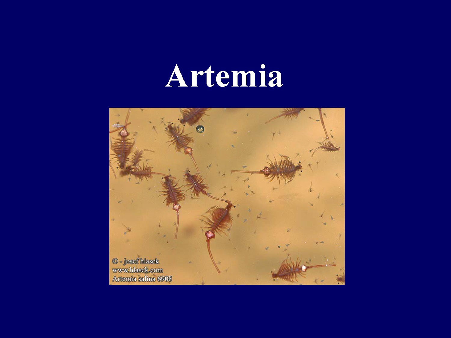 Section title slide introducing Artemia as a live feed