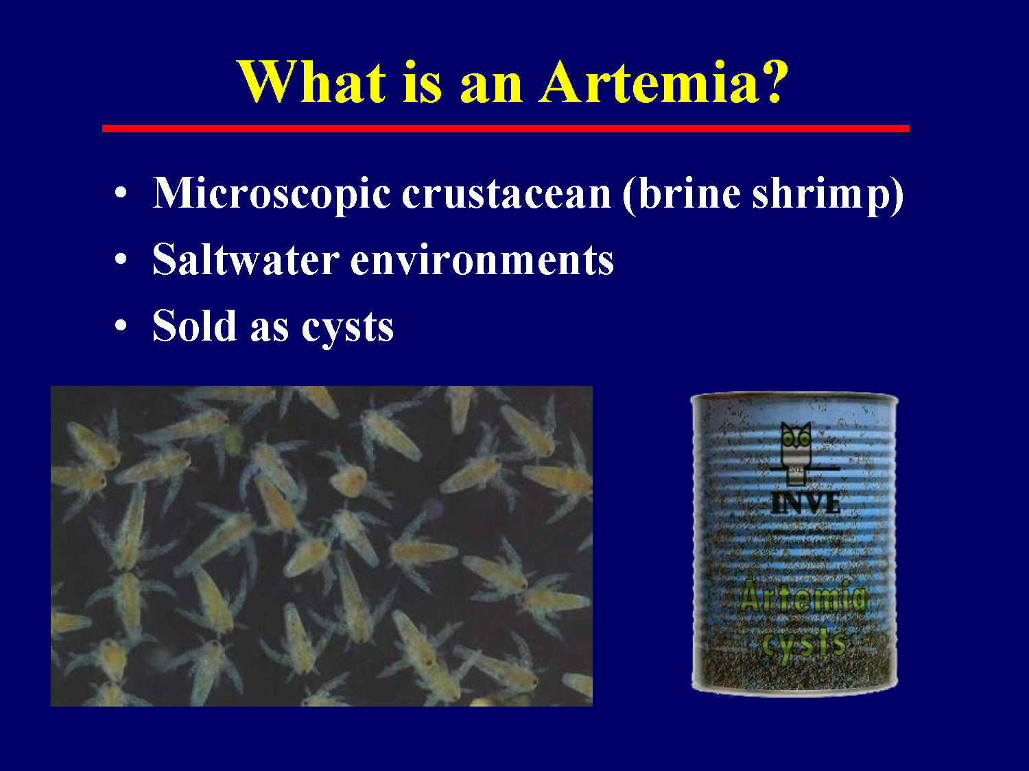 Basic information about Artemia brine shrimp