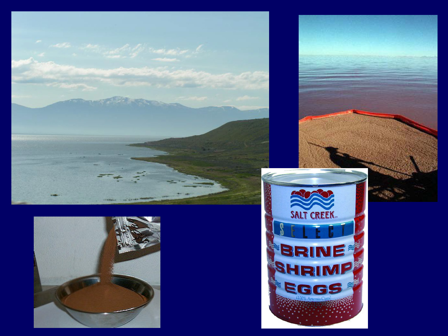 Images showing Artemia organisms