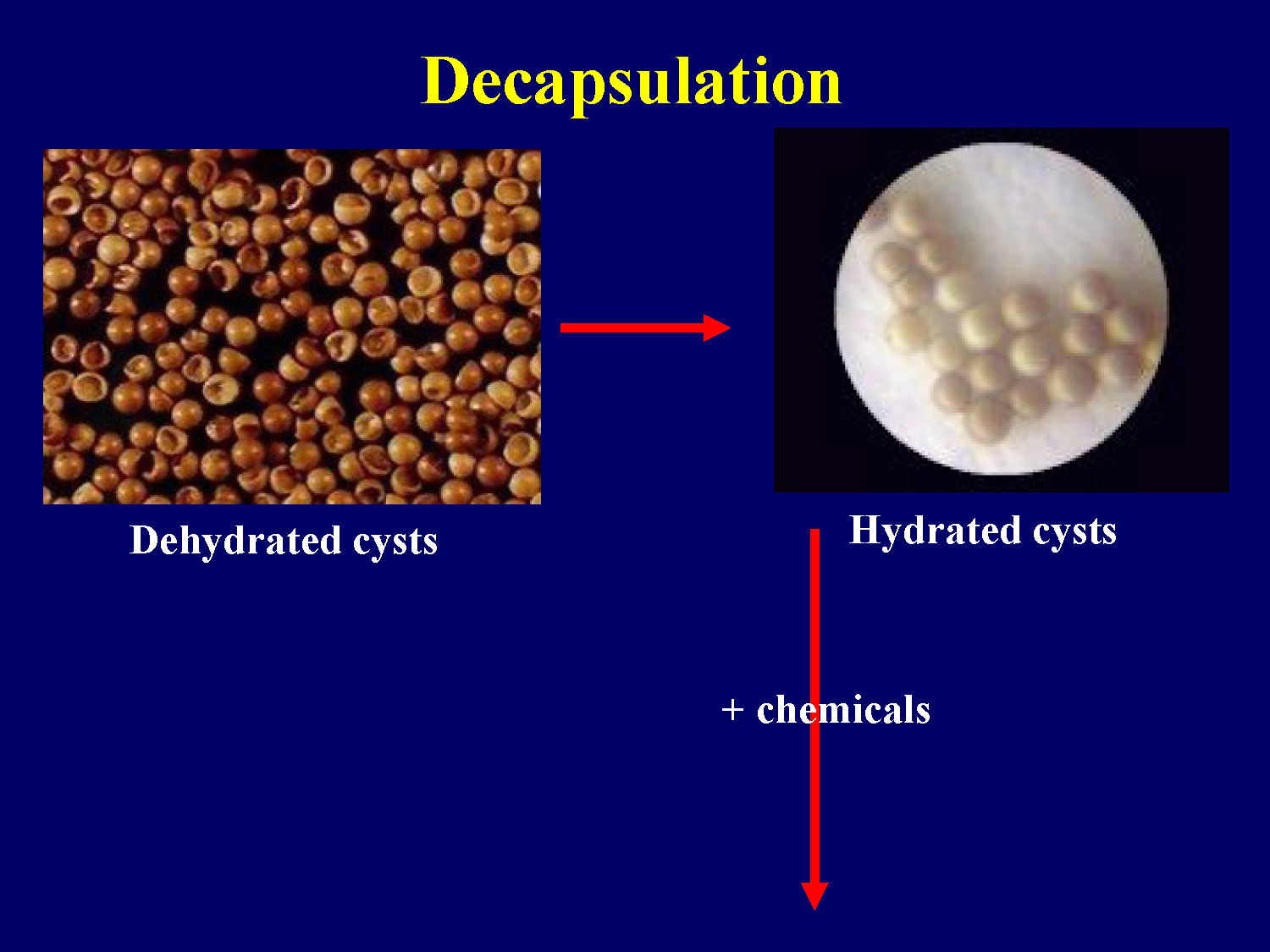 Diagram showing the decapsulation process of Artemia cysts with images of dehydrated and hydrated cysts