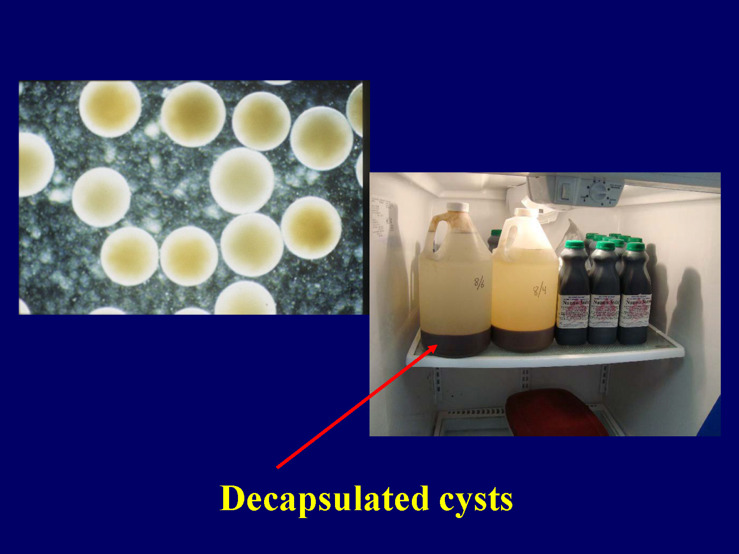 Image showing decapsulated Artemia cysts