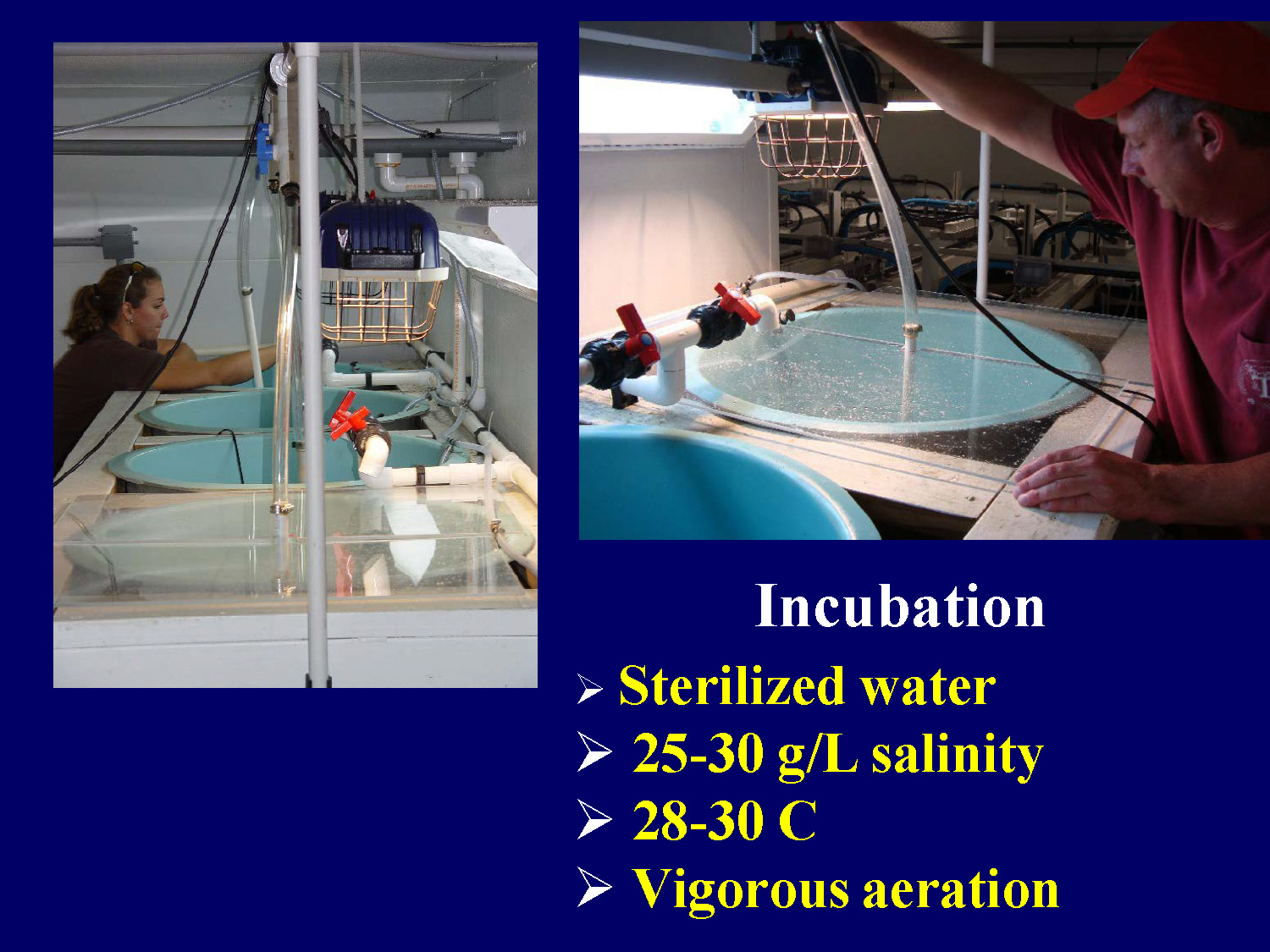 Incubation conditions and requirements for Artemia hatching