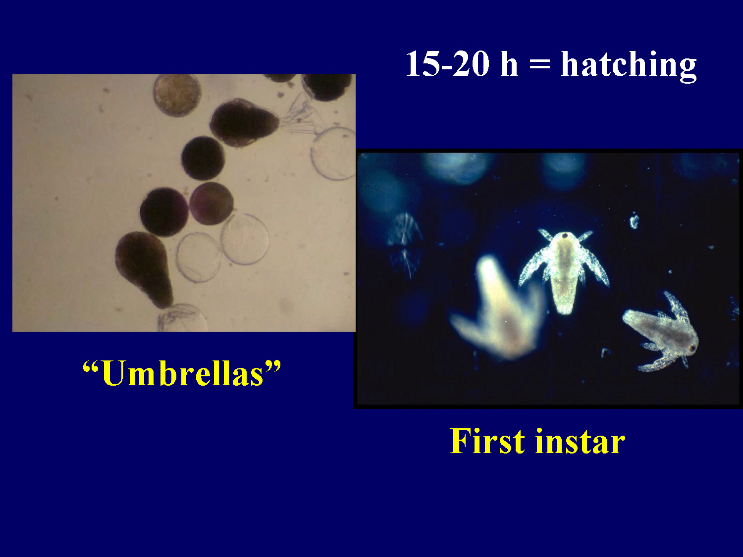 Microscope images showing umbrella-shaped structures and first instar Artemia nauplii