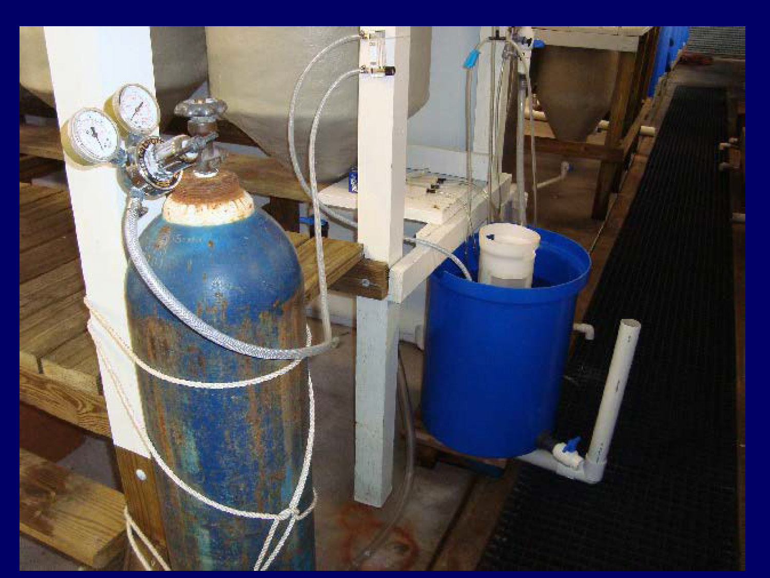 Microscope image of Artemia nauplii