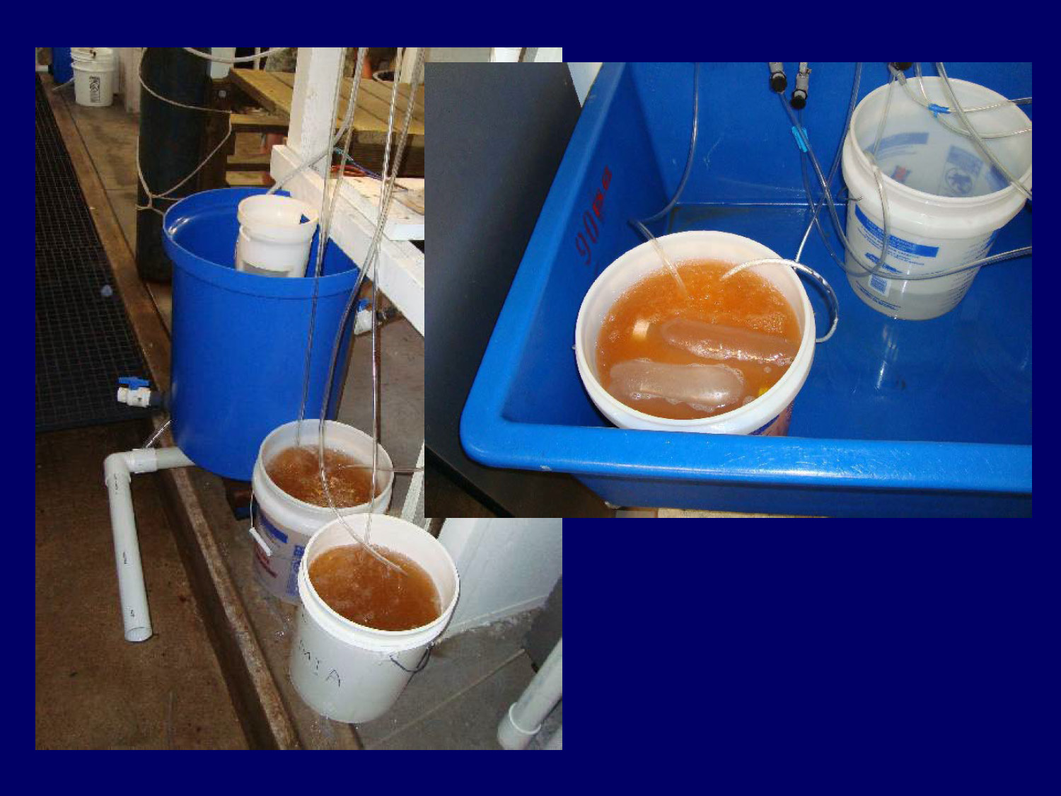 Images related to Artemia culture