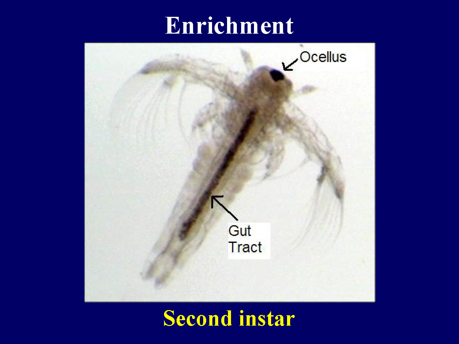 Section title slide for Artemia enrichment with image of second instar