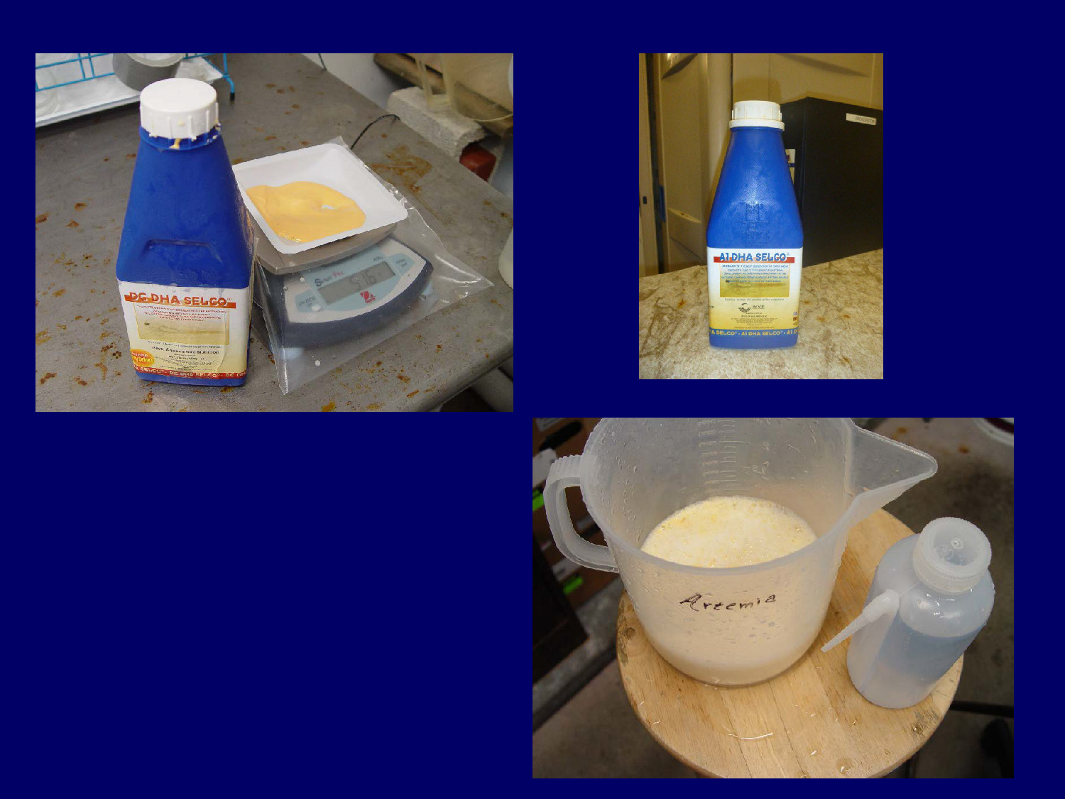 Images showing Artemia enrichment process
