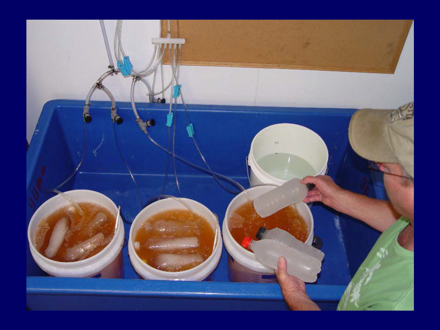 Image related to Artemia enrichment