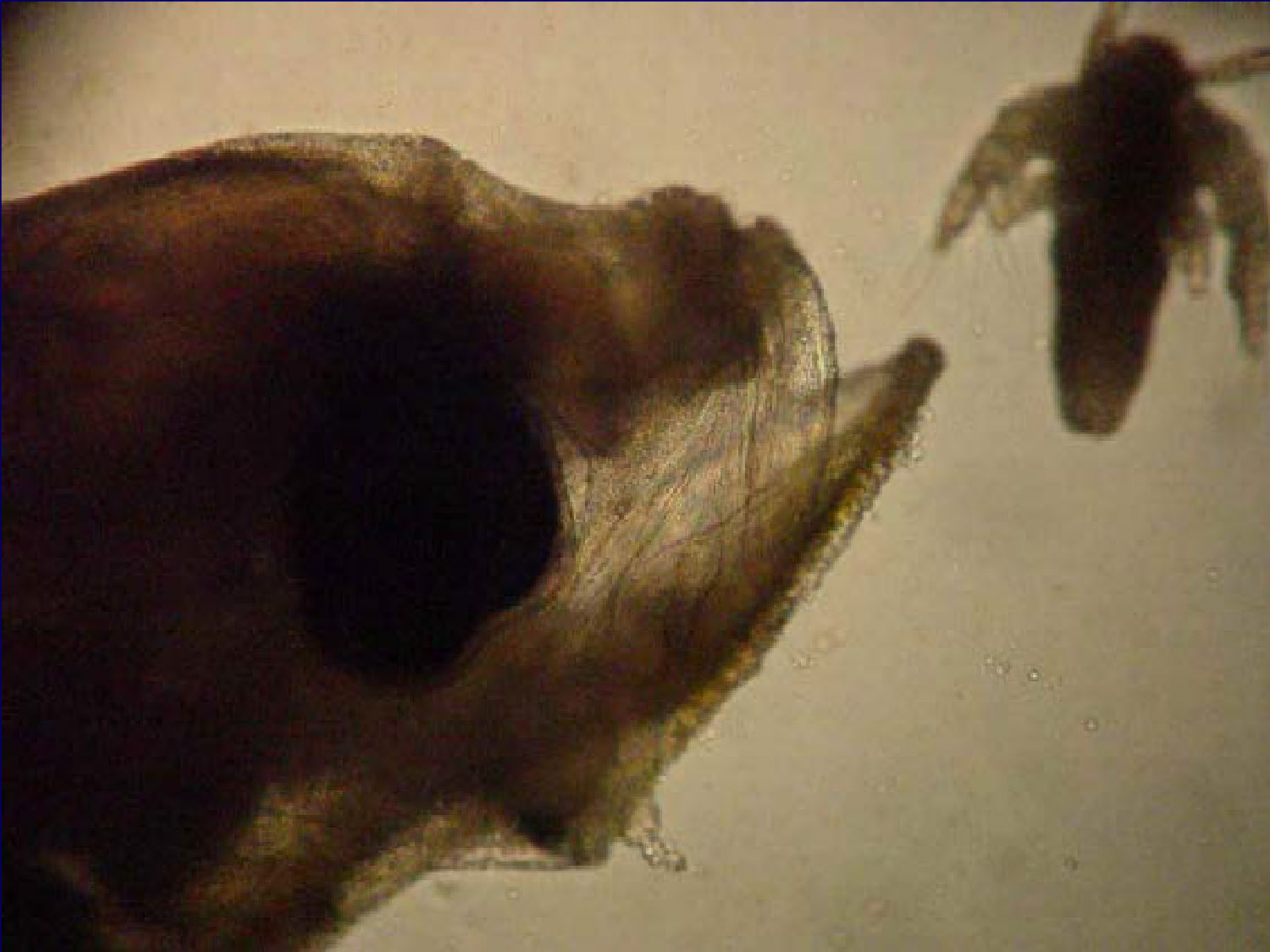 Final slide microscopic image of Artemia