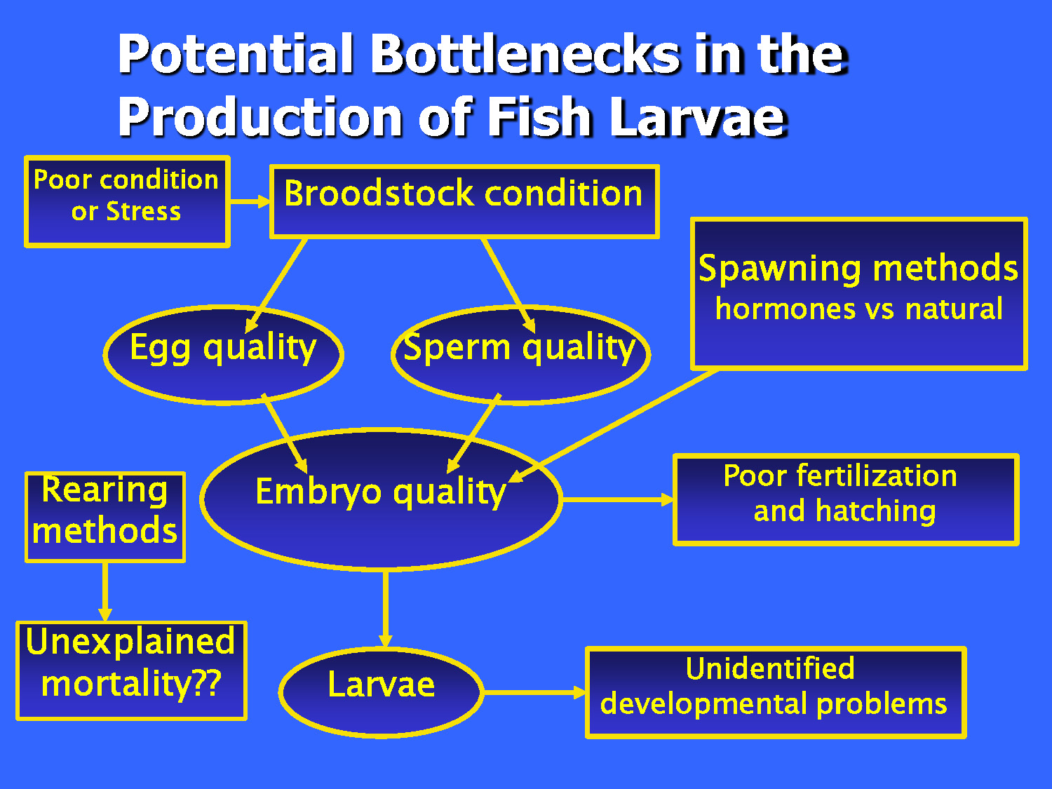 Slide 2: A flow chart titled 'Potential Bottlenecks in the Production of Fish Larvae.' It illustrates how broodstock condition, spawning methods, and rearing techniques influence egg, sperm, and embryo quality. The chart highlights specific failure points such as poor fertilization, unexplained mortality, and unidentified developmental problems in larvae.