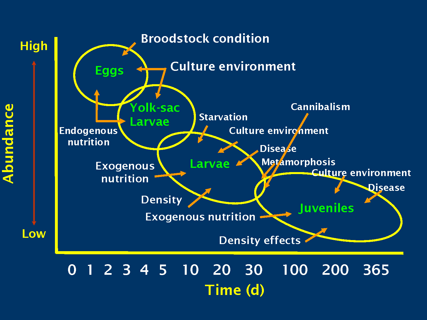 Slide 3: A graph showing the decline of fish abundance over time from 0 to 365 days. Four overlapping ovals represent the life stages of Eggs, Yolk-sac Larvae, Larvae, and Juveniles, each listing environmental and biological factors that influence survival, such as broodstock condition, nutrition, disease, and density.