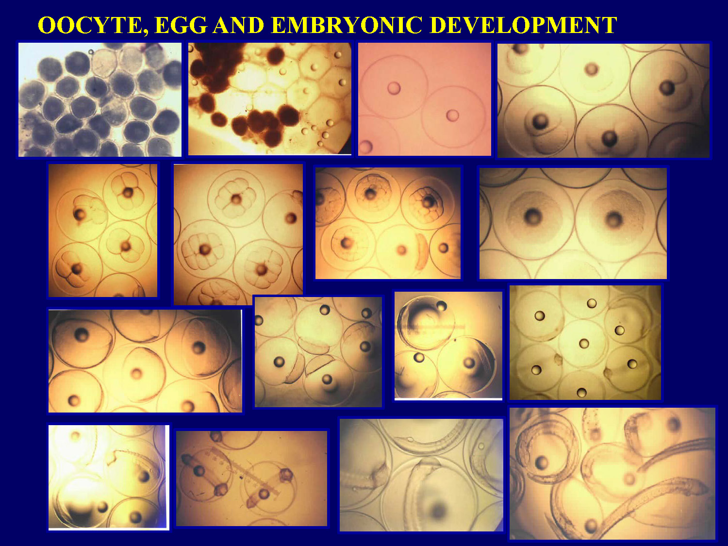 Slide 19: Diagram showing oocyte, egg and embryonic development stages