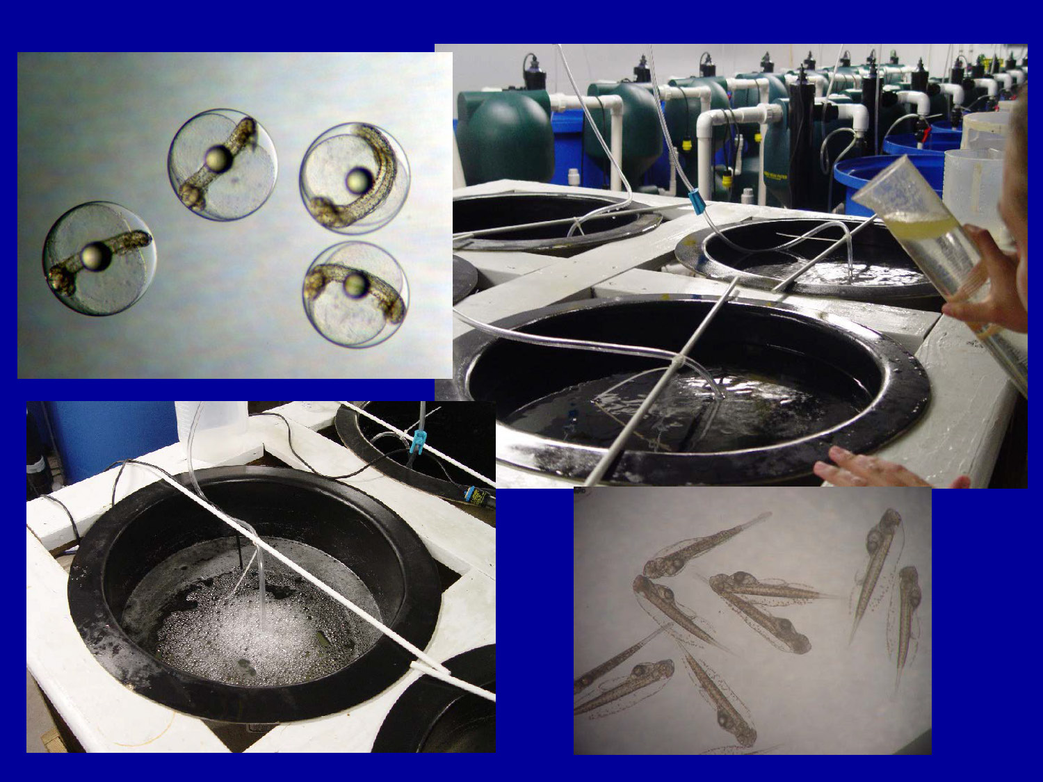 Microscopic views of developing embryos and the incubation tank setup.